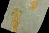 Protolenus Trilobite Molt With Pos/Neg - Tinjdad, Morocco #141875-2